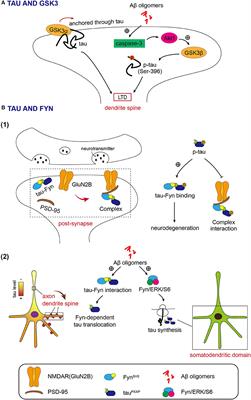Tau Acts in Concert With Kinase/Phosphatase Underlying Synaptic Dysfunction